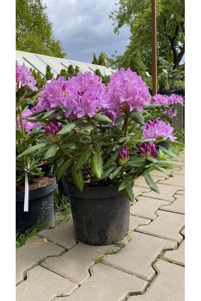 Рододендрон Розеум Елеганс - 5-7,5л/вис.30-40см/Ø30-40см